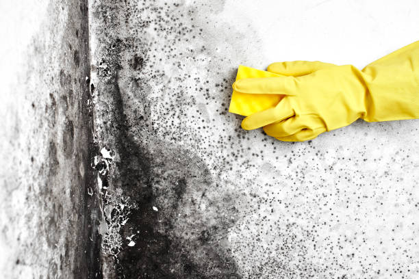 Trusted Commerce, OK Mold Removal Experts