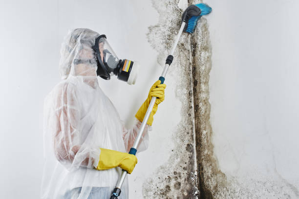 Best Mold Removal Company Near Me  in Commerce, OK