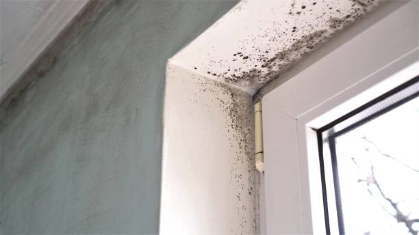 Best Professional Mold Removal  in Commerce, OK