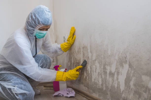 Best Black Mold Removal  in Commerce, OK