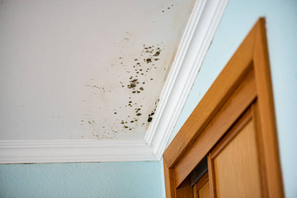 Best Attic Mold Removal  in Commerce, OK