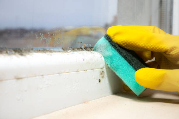 Best Mold Remediation Experts  in Commerce, OK