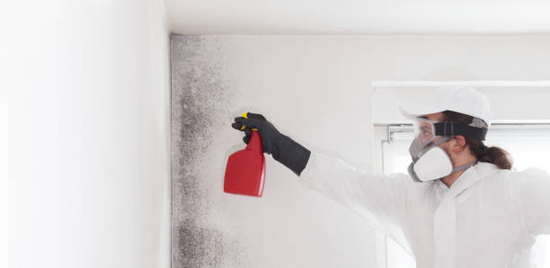 Best Best Mold Removal Companies  in Commerce, OK