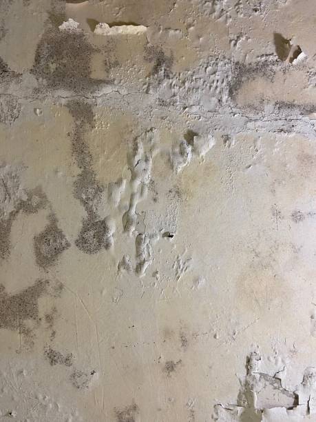 Certified Mold Removal in Commerce, OK