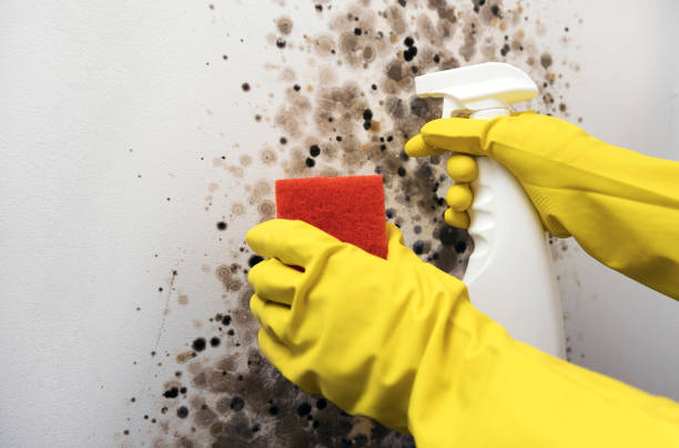 Best Commercial Mold Removal  in Commerce, OK