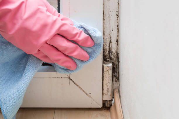 Best Mold Remediation  in Commerce, OK