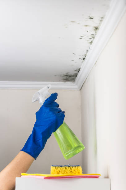 Best Best Mold Removal Companies  in Commerce, OK